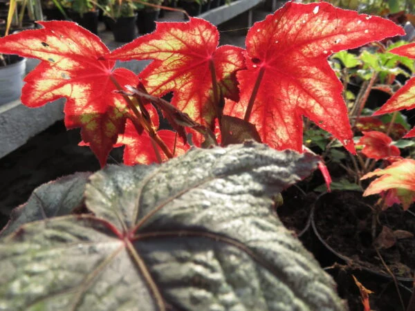 Begonia 'Little Brother Montgomery', pianta da interno