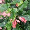 Begonia Lois Burks, pianta da interno