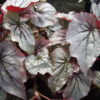 Begonia 'Looking Glass', pianta da interno