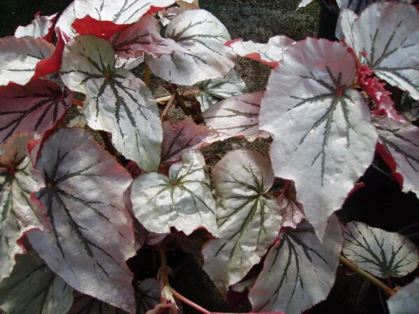 Begonia 'Looking Glass', pianta da interno