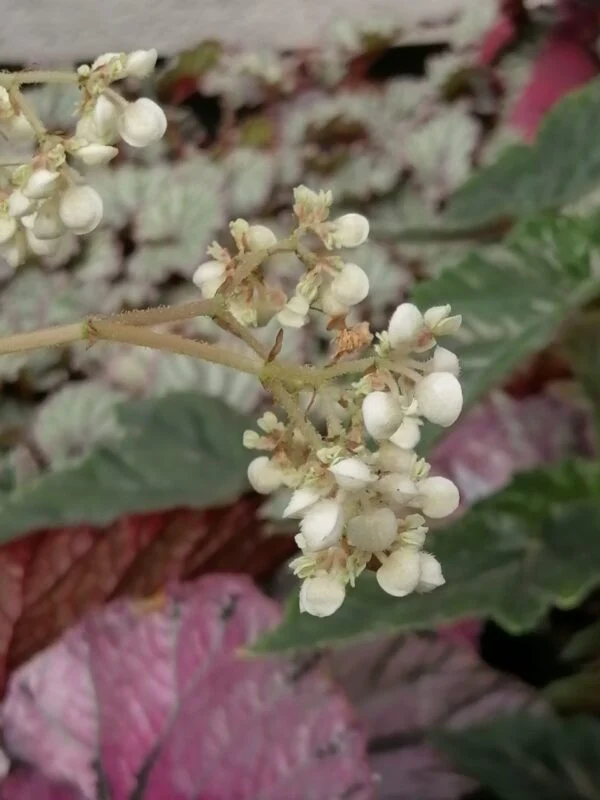 Begonia luxurians var. Ziesenhenne, foto 2