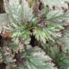 Begonia rex  ‘Twist’, pianta da interno