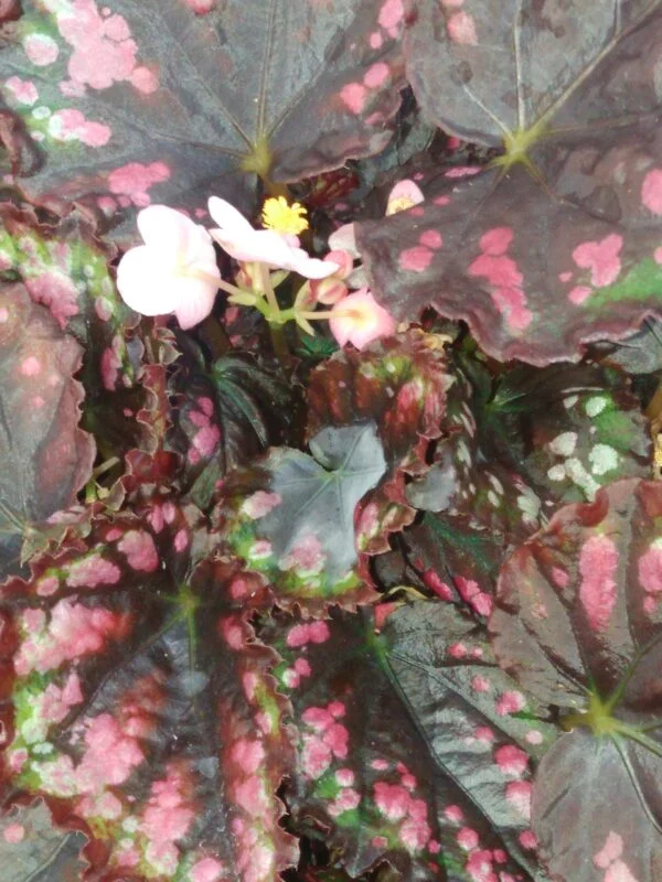 Begonia Mahori haze, foto 4