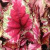 Begonia Mahori haze, pianta da interno
