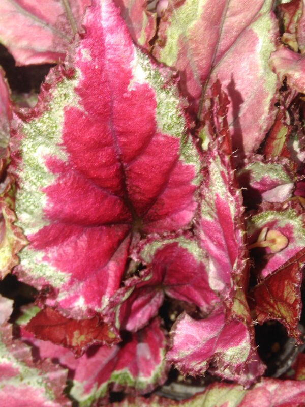 Begonia Mahori haze, pianta da interno