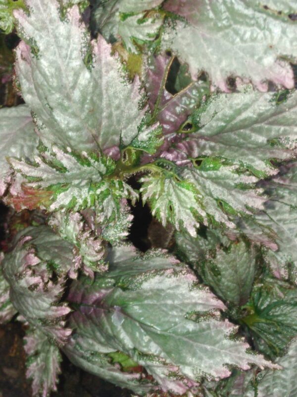 Begonia rex  ‘Twist’, pianta da interno