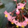 Begonia Superba ‘Azella’, pianta da interno