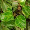 Begonia ‘Charm’, pianta da interno