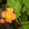 Begonia sutherlandii, pianta da interno