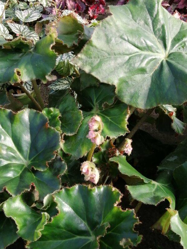 Begonia manicata Crispa, foto 2