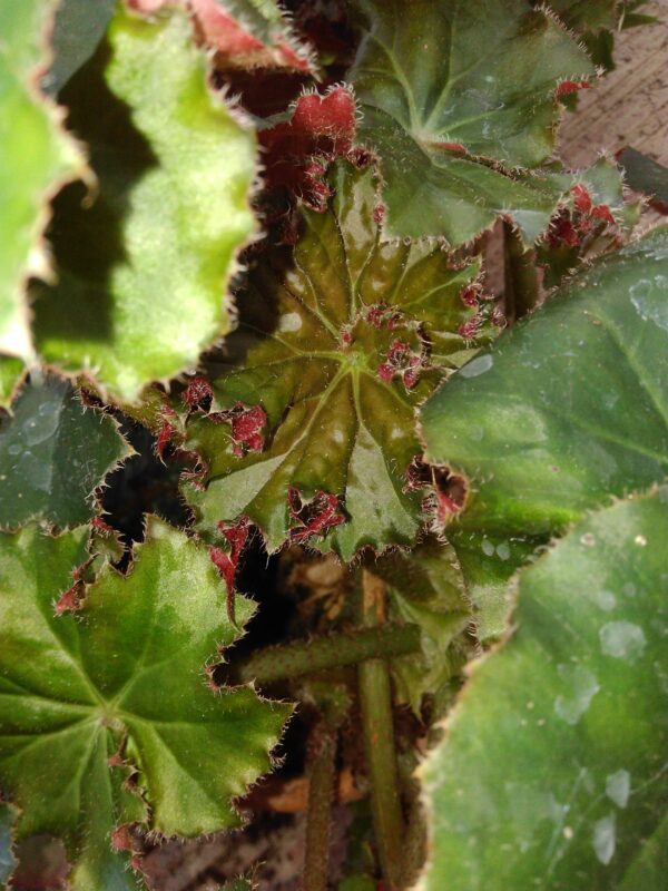 Begonia manicata Crispa, foto 6