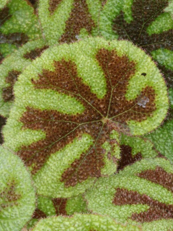 Begonia masoniana, foto 3