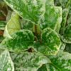 Begonia hatacoa ‘Spotted’, pianta da interno