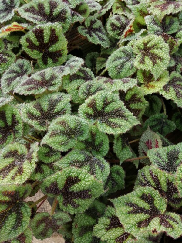 Begonia masoniana, foto 2