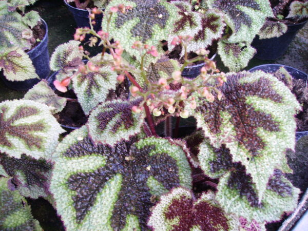 Begonia masoniana Tricolor, foto 4