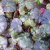 Begonia mazae, pianta da interno