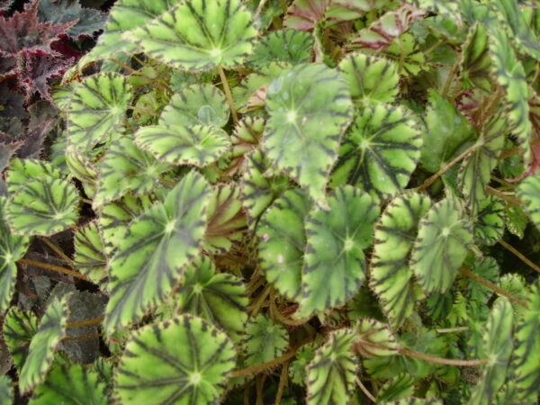 Begonia mazae var. nigricans, foto 4