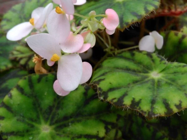 Begonia mazae var. nigricans, foto 2