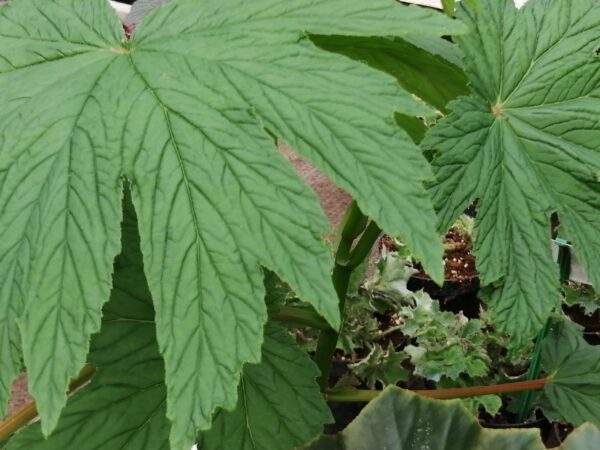 Begonia Medora, foto 3