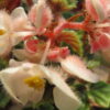Begonia metallica, pianta da interno