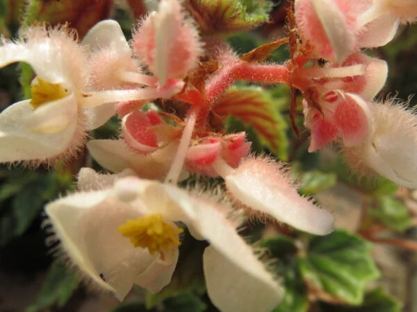 Begonia metallica, pianta da interno
