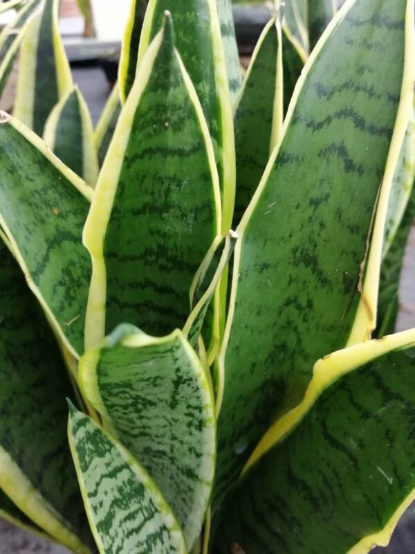 Sansevieria trifasciata, pianta da interno