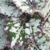 Begonia Mikado, pianta da interno