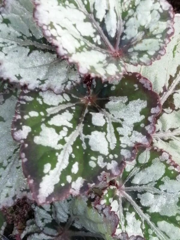 Begonia Mikado, pianta da interno