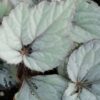 Begonia ‘Bolero’, pianta da interno