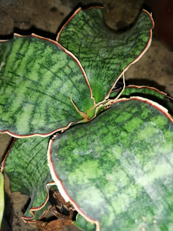 Begonia Mikado, foto 7