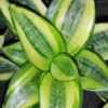 Sansevieria trifasciata ‘Golden Hahnii’, pianta da interno