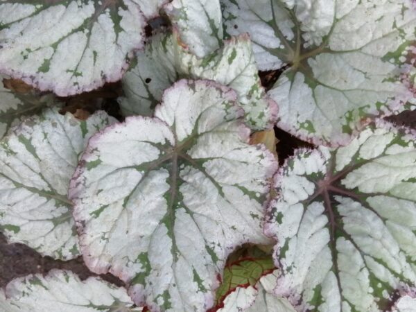 Begonia Mikado, foto 2