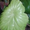 Begonia nelumbiifolia, pianta da interno