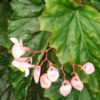 Begonia 'Nokomis', pianta da interno