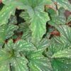 Begonia platanifolia, pianta da interno