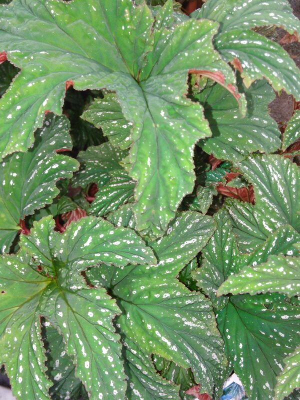 Begonia platanifolia, pianta da interno