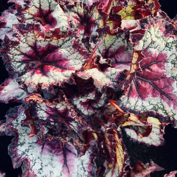 Begonia Odiss, foto 10