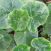 Begonia odorata, pianta da interno