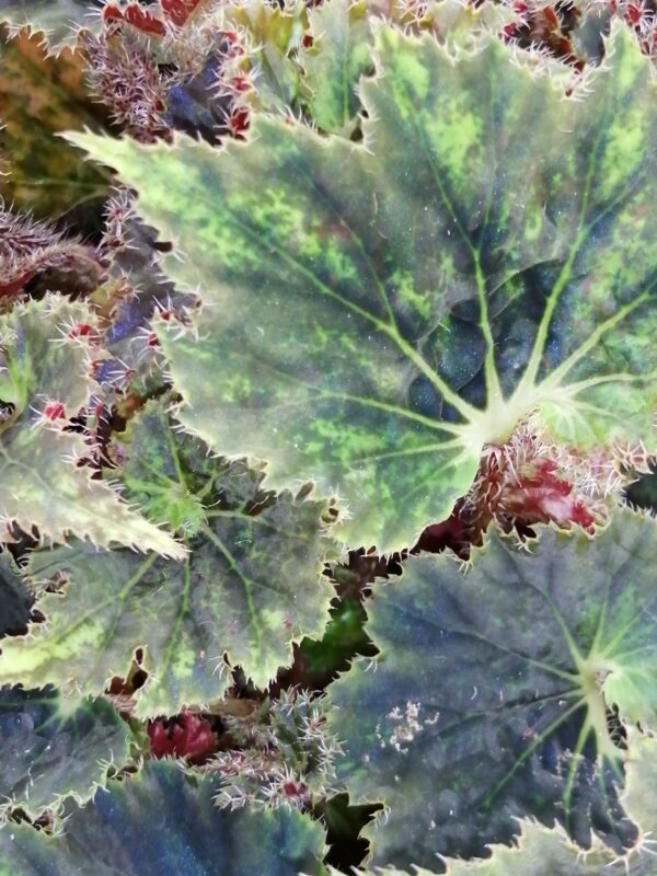 Begonia 'Othello', foto 3