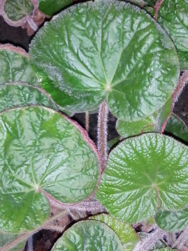 Begonia paleata, foto 2
