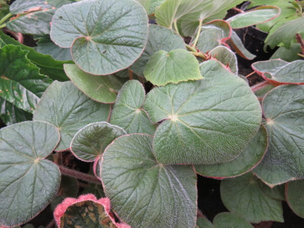 Begonia paleata, pianta da interno