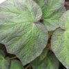 Begonia Art Hodes, pianta da interno