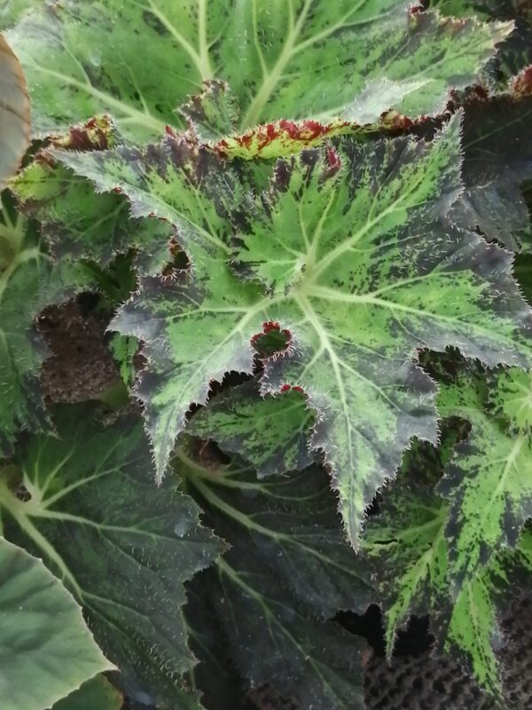 Begonia Palomar Prince, pianta da interno