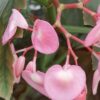 Begonia Palomar Prince, foto 4