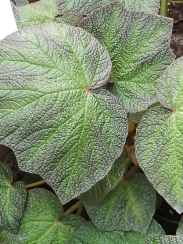 Begonia Art Hodes, pianta da interno