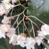 Begonia 'Papillon', pianta da interno