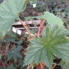 Begonia paranaensis, pianta da interno