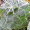 Begonia paulensis, pianta da interno