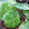 Begonia pinetorum, pianta da interno