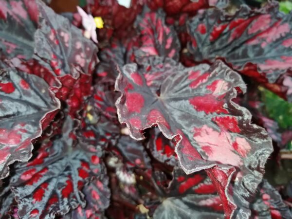 Begonia rex 'Etna', foto 2